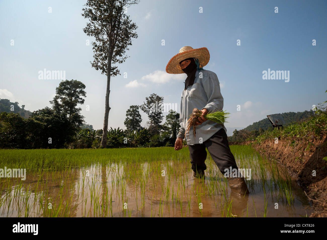 La agricultora con un sombrero, trabajar en un arrozal, las plantas de arroz en el agua, el cultivo de arroz, en el norte de Tailandia, Tailandia, Asia Foto de stock