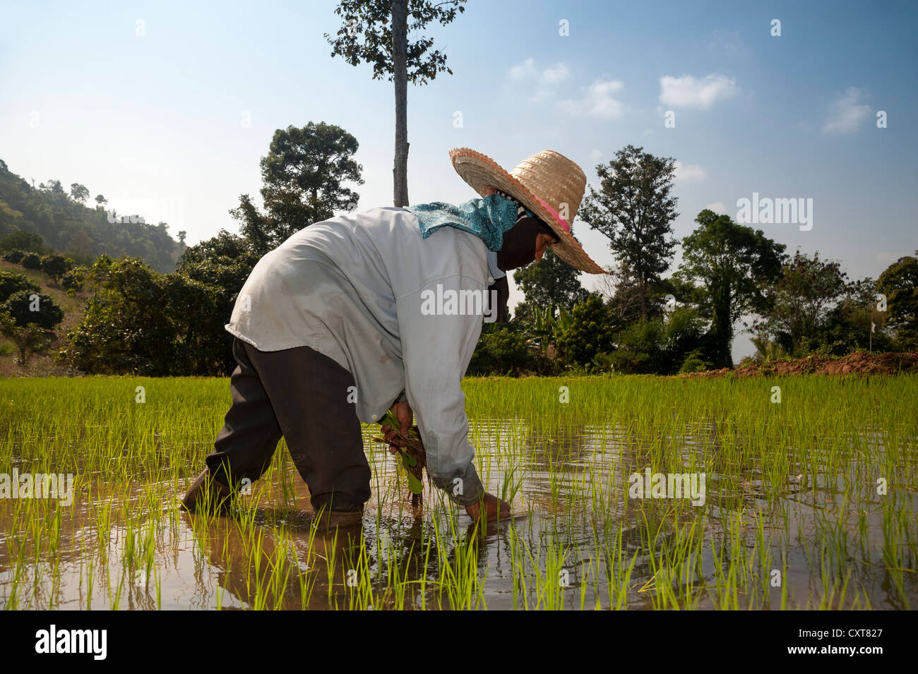 La agricultora con un sombrero, trabajar en un arrozal, las plantas de arroz en el agua, el cultivo de arroz, en el norte de Tailandia, Tailandia, Asia Foto de stock