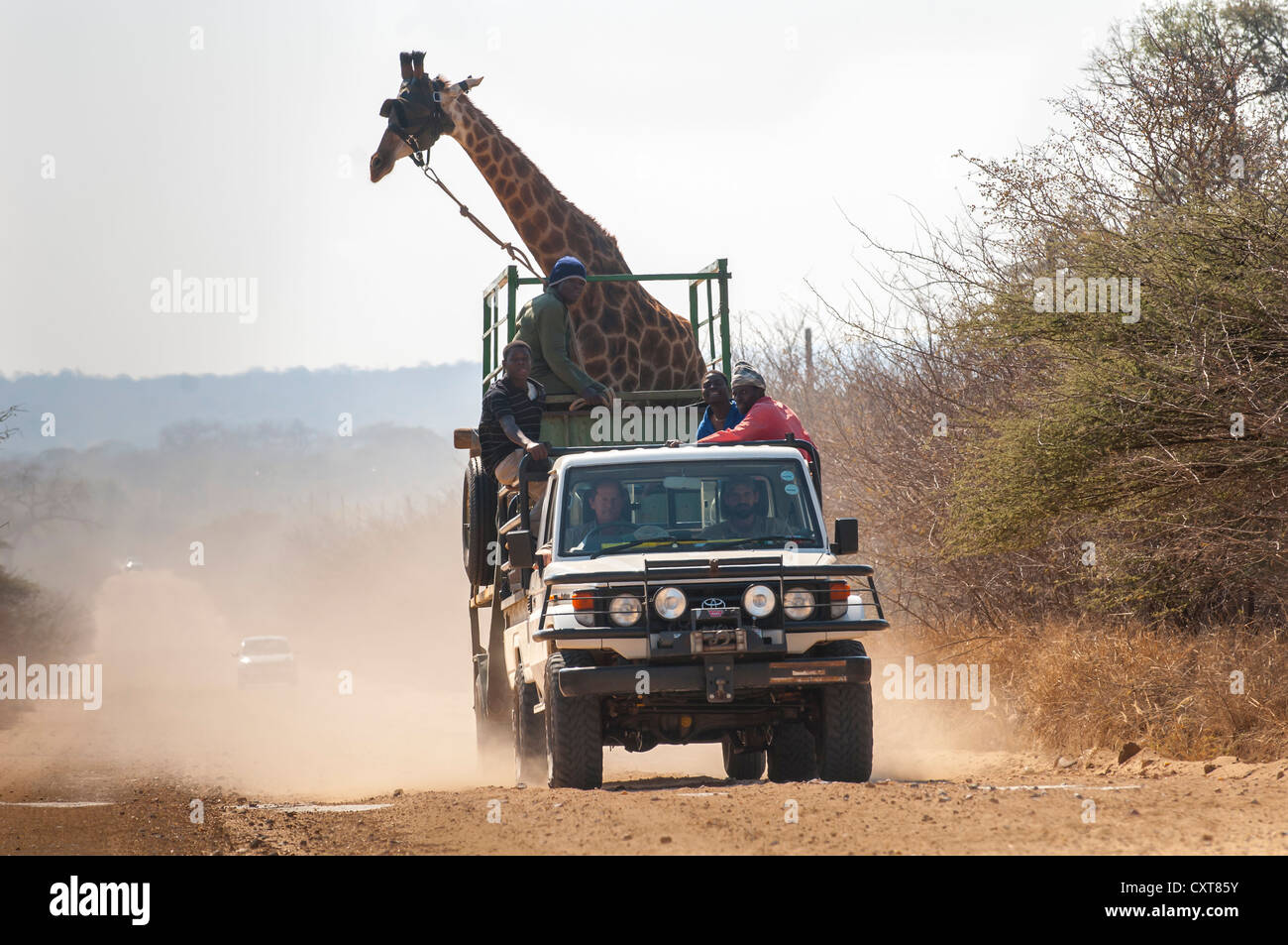 Jirafa (Giraffa camelopardalis), transporte de animales, el camión, el