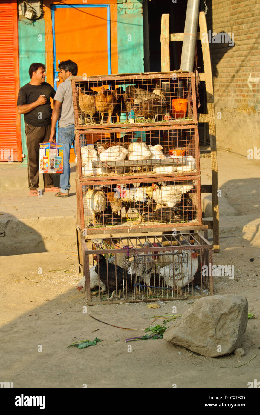 Aves de corral vivas se vende en la calle de Cachemira. Foto de stock