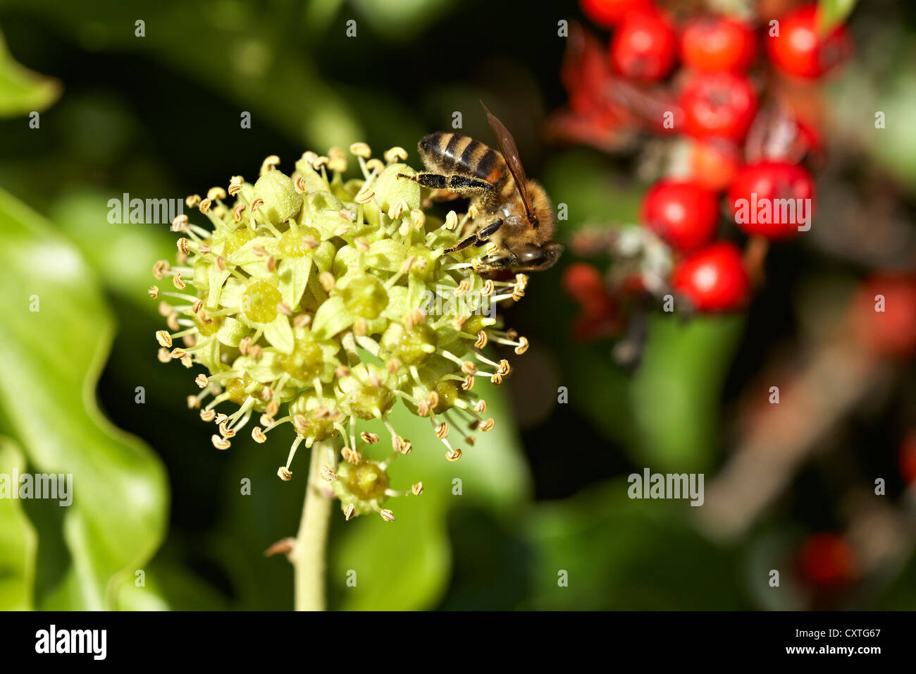 Trabajador miel de abejas Apis mellifera forrajeando para el polen y el néctar de la flor de la Hiedra Hedera helix. Los granos de polen amarillo Foto de stock