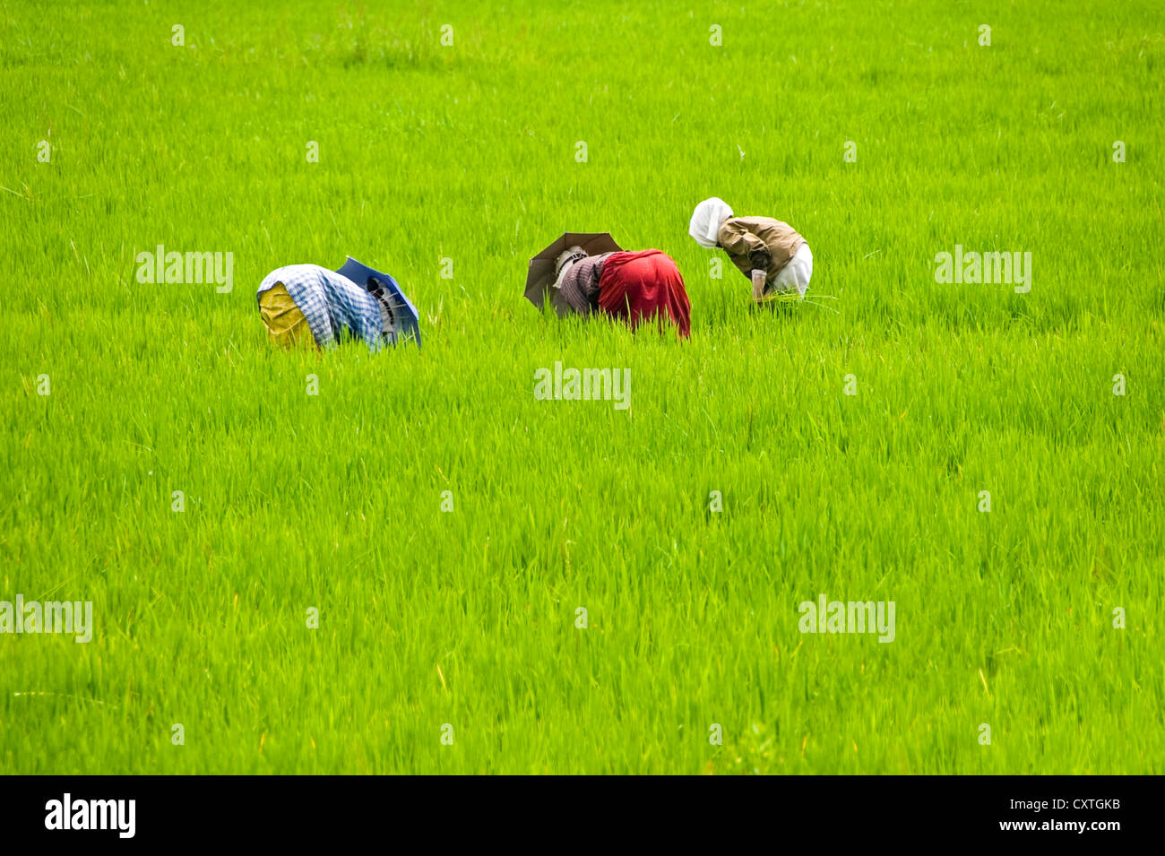 Vertical horizontal de los trabajadores en la paddyfield en Kerala. Foto de stock