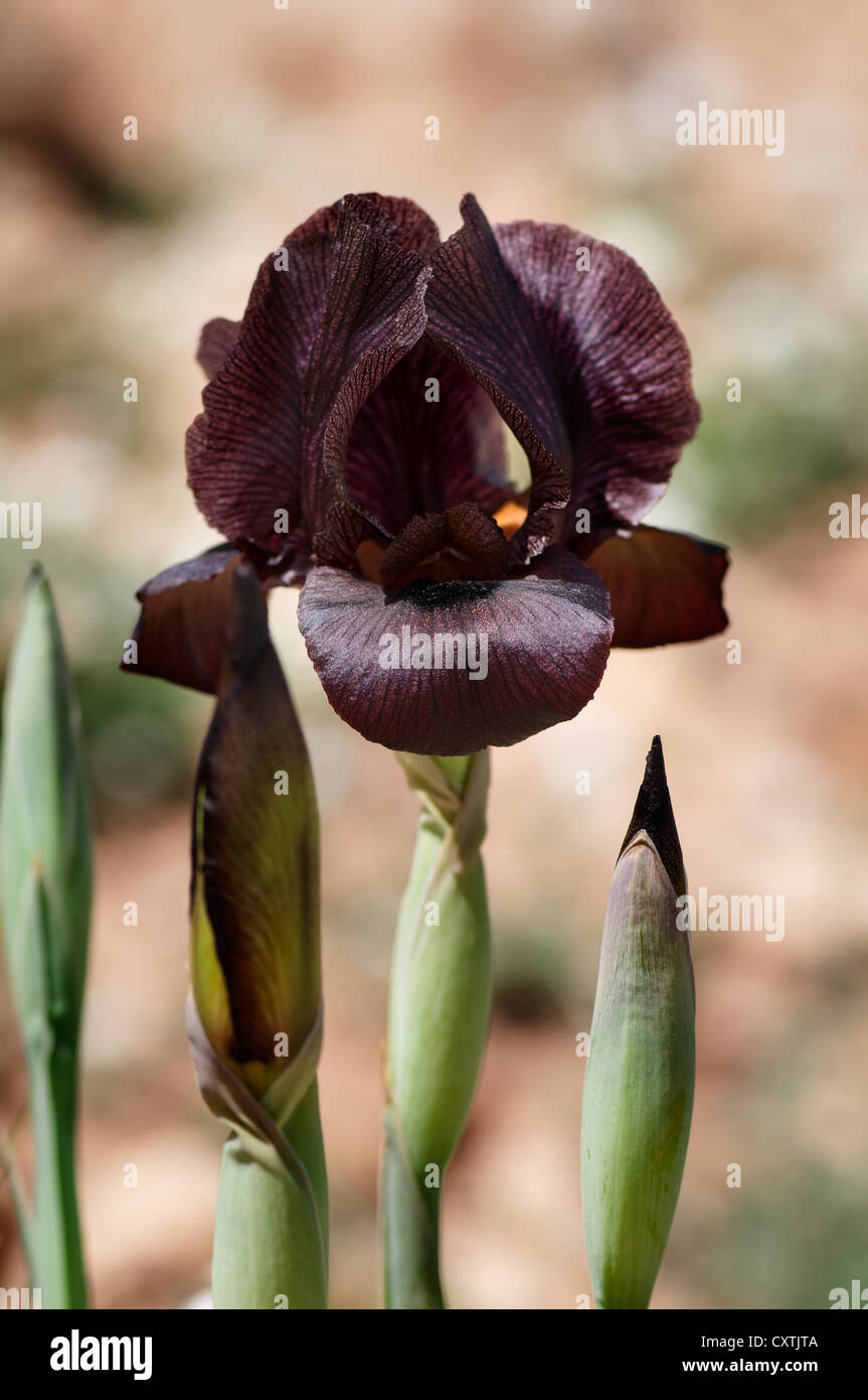 Black iris flower national flower fotografías e imágenes de alta resolución - Alamy Black iris flower national flower fotografías e imágenes de alta resolución - Alamy