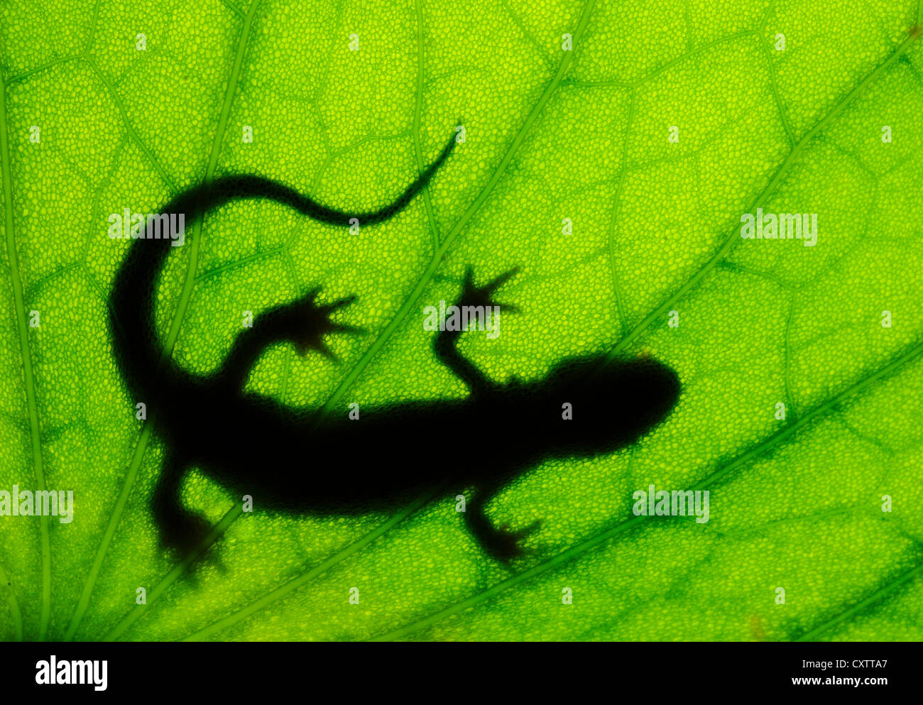Sombra de newt en Lilly pad leaf Foto de stock