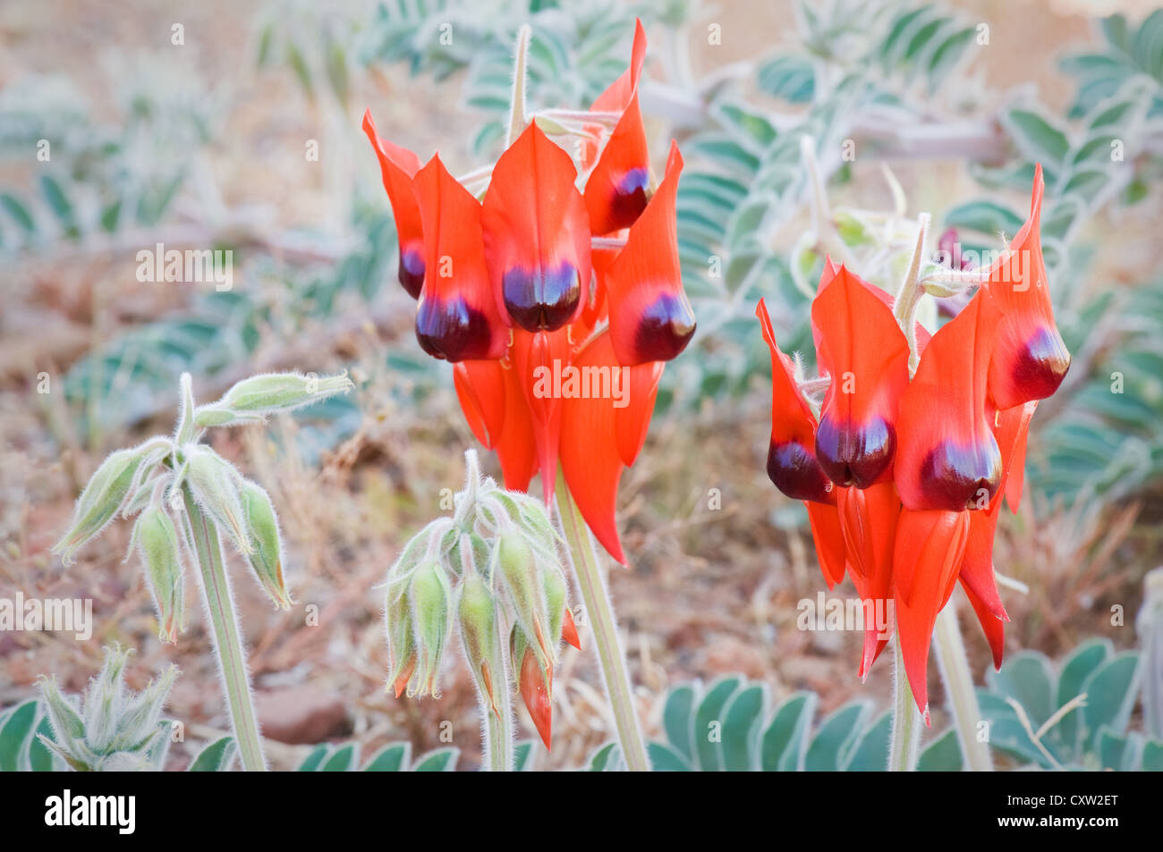 Raro avistamiento de Sturts Desert Pea en flor. Foto de stock
