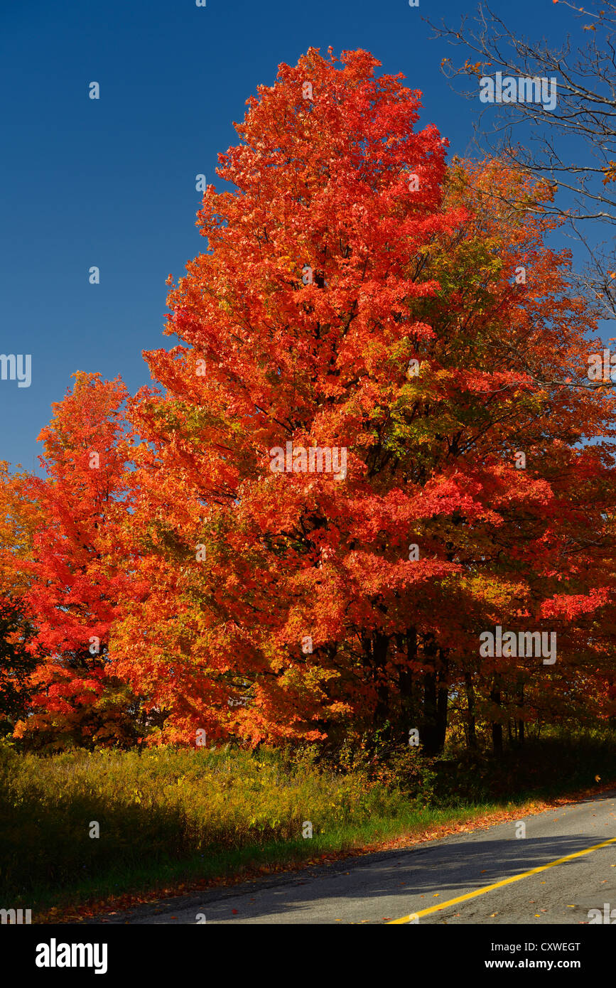 Los árboles de arce rojo brillante en el corazón Lake Road Caledon en Ontario, Canadá en el otoño Foto de stock
