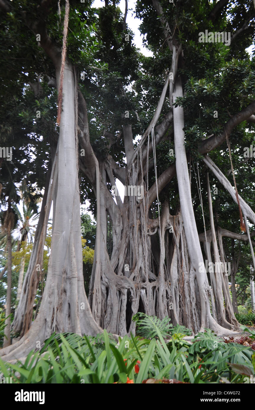 Árbol Drago, Jardín Botánico, Puerto de la Cruz, Santa Cruz de Tenerife  Fotografía de stock - Alamy