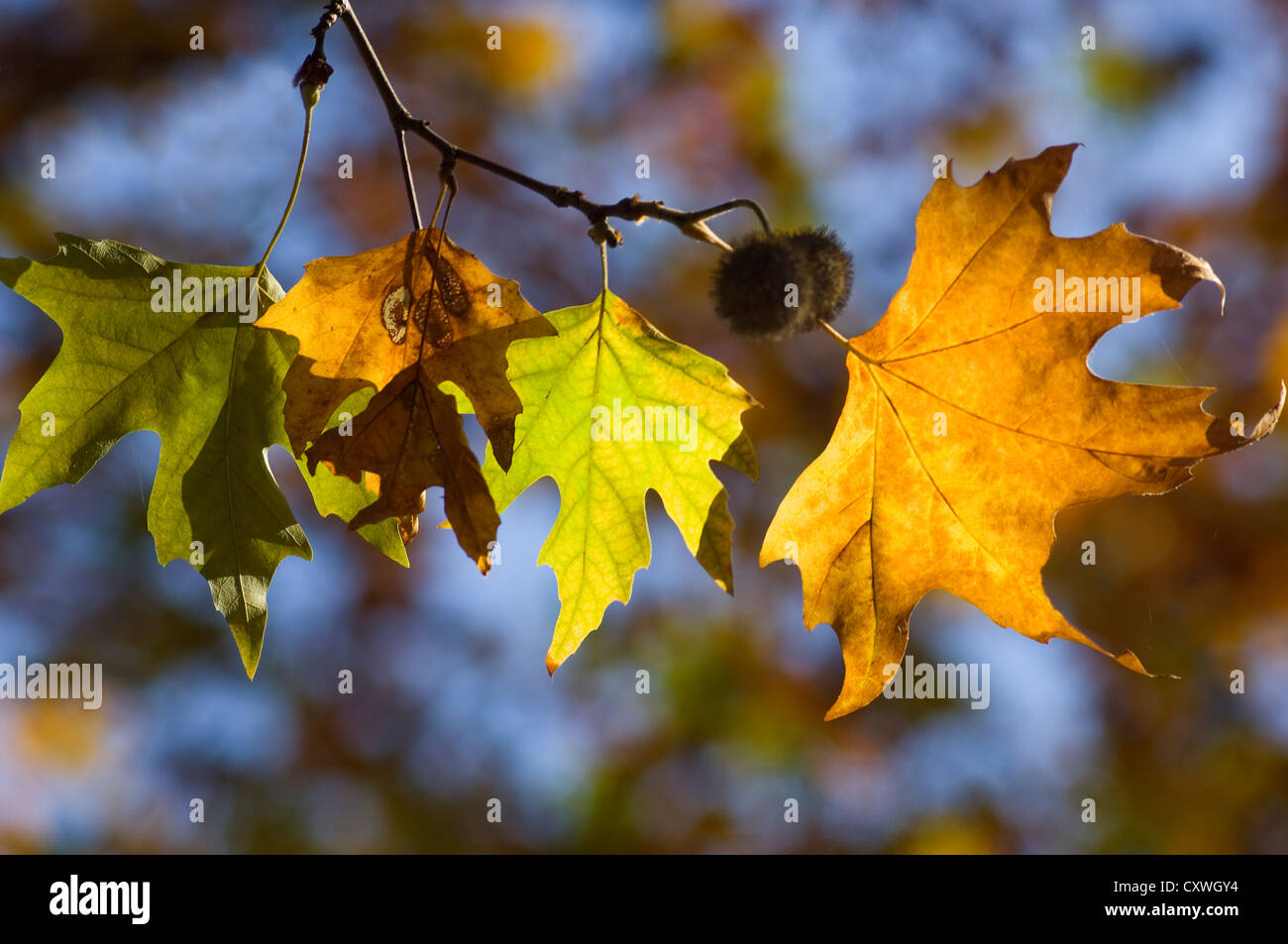 Ramita de un árbol de avión con follaje de otoño retroiluminado Foto de stock