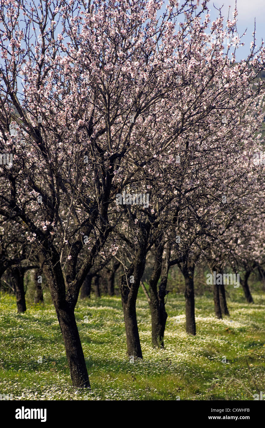 Huerto de almendros en flor (Península de Pelión, Tesalia, Grecia) Foto de stock