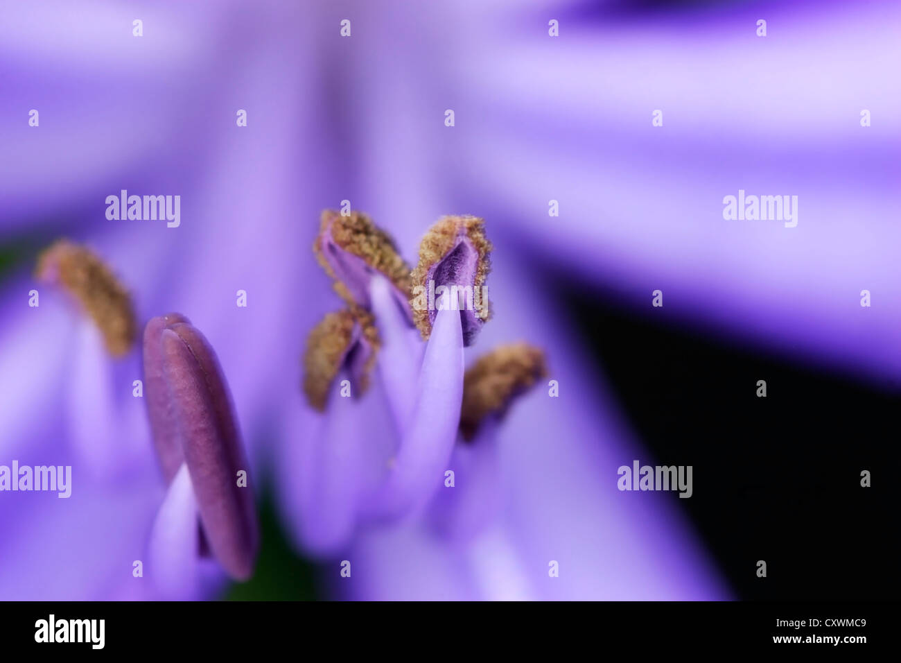 Las Angiospermas y Gimnospermas del Lily flor Foto de stock