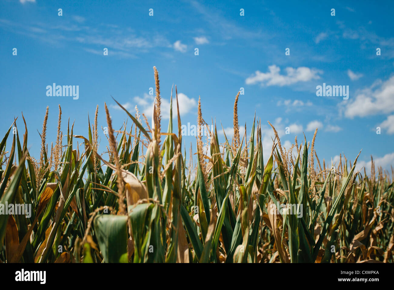 Campo de maíz bajo un cielo azul Foto de stock