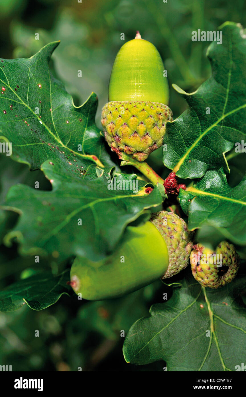 Alemania: la fruta del árbol de roble (Quercus robur) Foto de stock