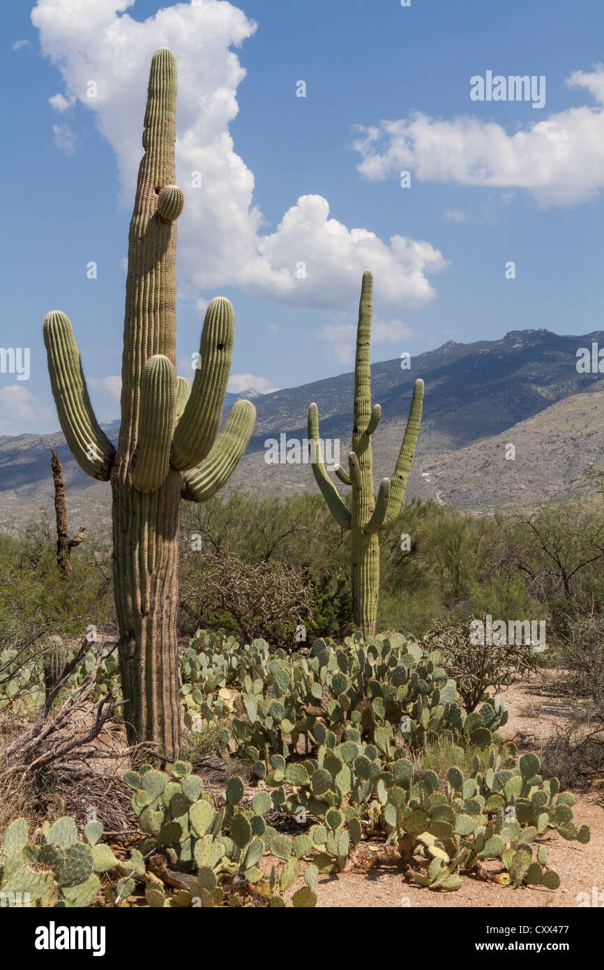 El Parque Nacional de Saguaro, de Tucson, Arizona Foto de stock