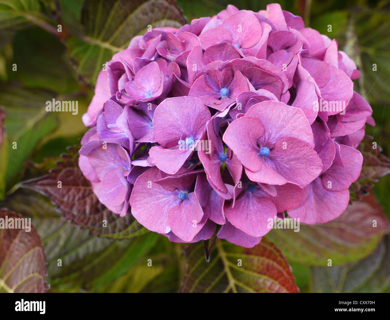 Hortensia otoño fotografías e imágenes de alta resolución - Alamy