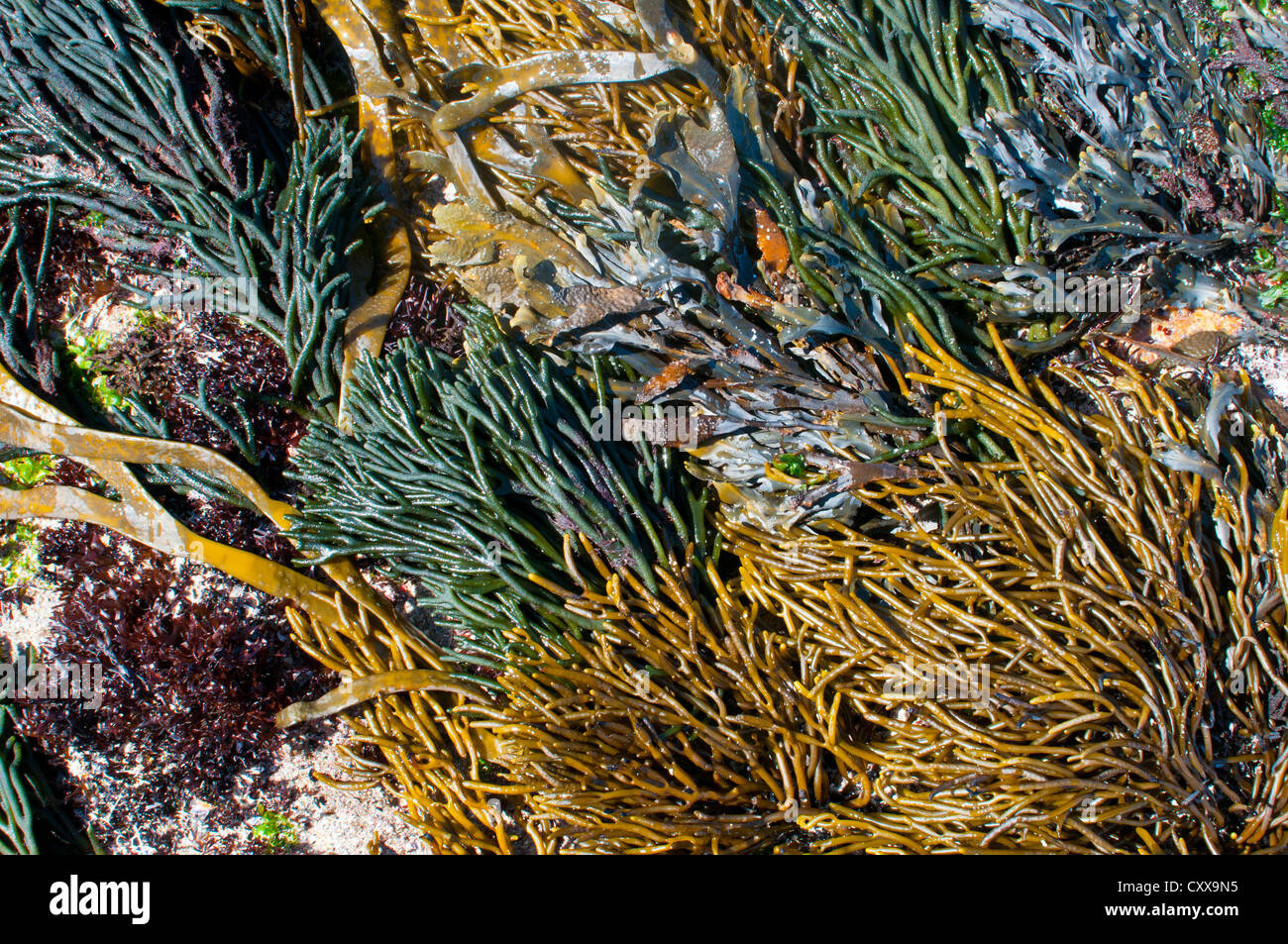Comunidad dramática de amarillo, verde, rojo y marrón de algas en un ión de rock de la costa atlántica de Galicia, España. Foto de stock
