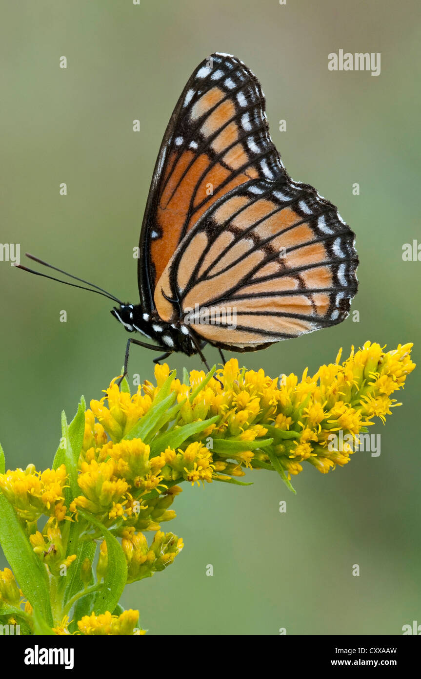 La mariposa virrey (Limenitis archippus) en Goldenrod Solidago (SPS), a finales de verano, principios de otoño, E EE.UU., por omitir Moody/Dembinsky Foto Assoc Foto de stock