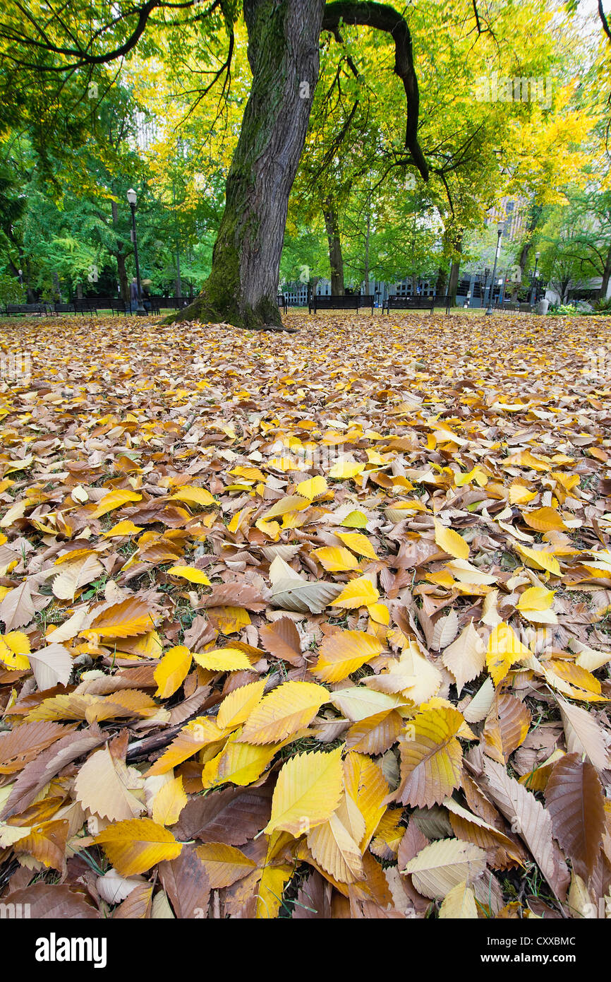 Hojas caer en el centro de Portland Oregon Park en temporada de otoño Foto de stock