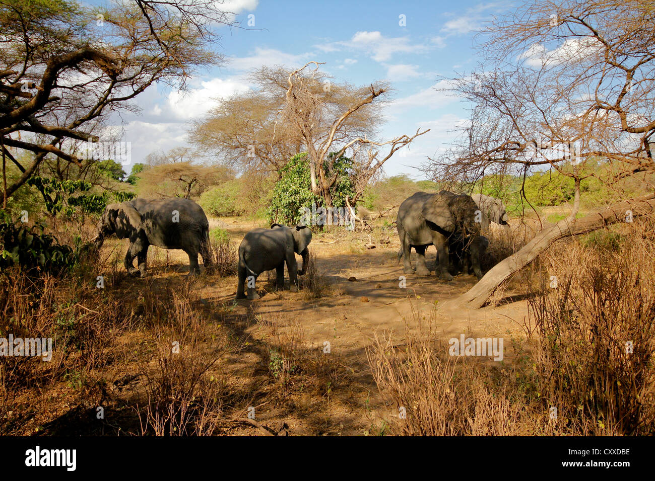 Parte de una manada de elefantes en Tanzania Foto de stock