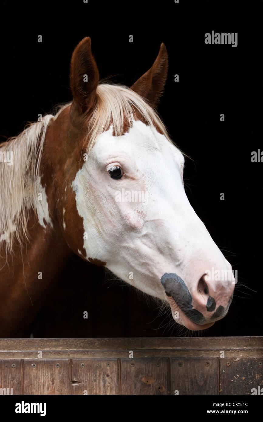 Alergia a la crema solar para los caballos, la pérdida de pelo alrededor de los ojos, la pintura de caballos alazanes Overo, con cabeza de Medicina, retrato, Tirol del Norte Foto de stock
