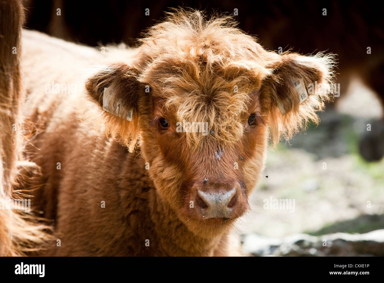Highland ganado, la pantorrilla, el norte del Tirol, Austria, Europa Foto de stock