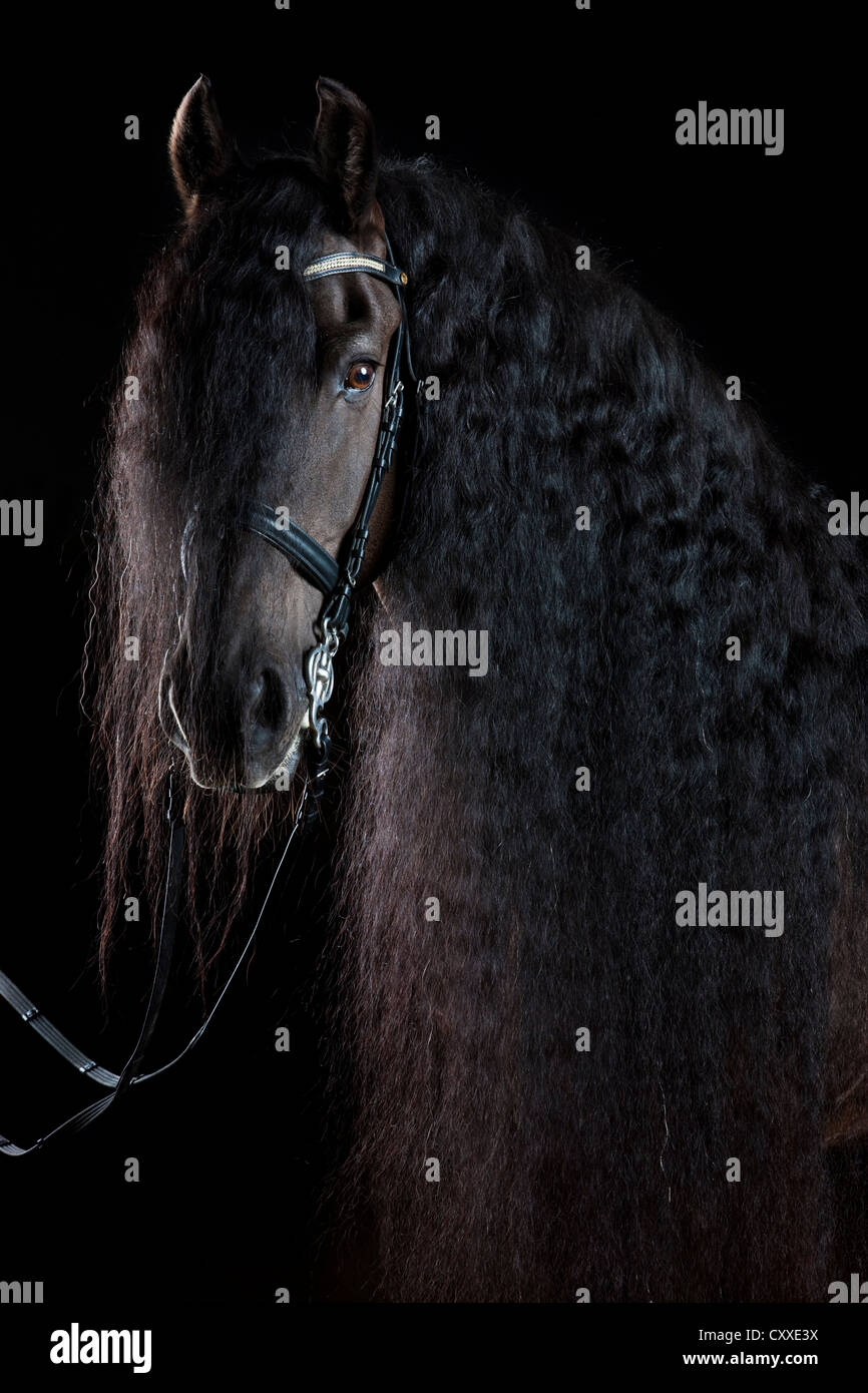 Caballo de raza frisona o Frisón, retrato con larga melena, castrado, caballo negro Foto de stock
