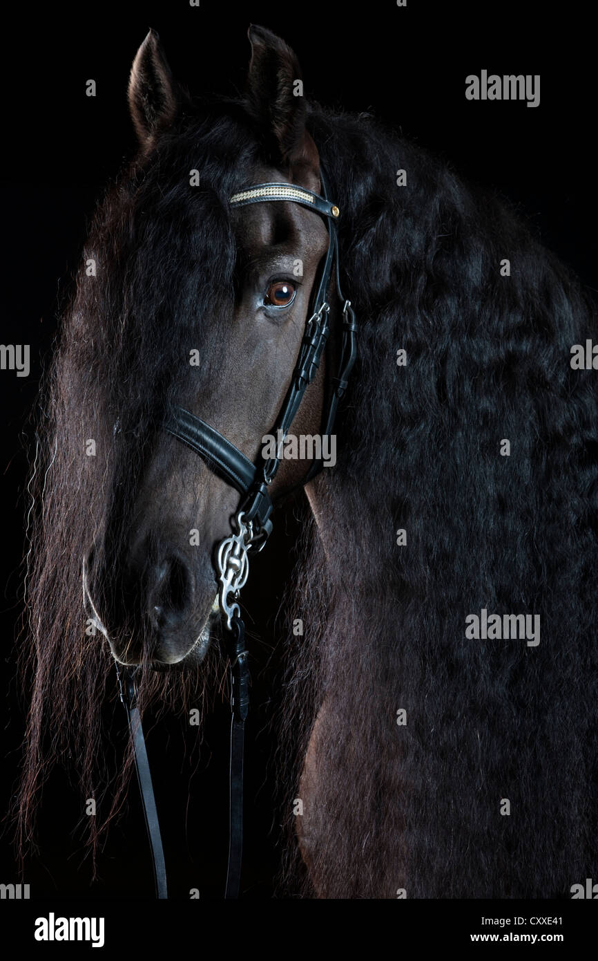 Caballo de raza frisona o Frisón, retrato con larga melena, castrado, caballo negro Foto de stock
