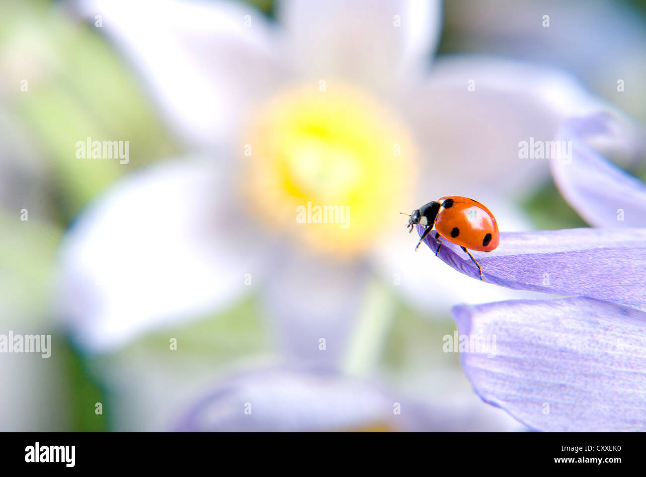 Ladybug en flor violeta de cerca Foto de stock