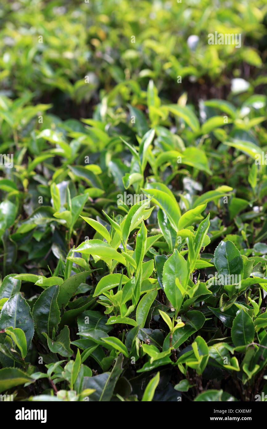 Primer plano de plantas de té crecen en urbanización cercana a ella en las tierras altas de Sri Lanka. Foto de stock