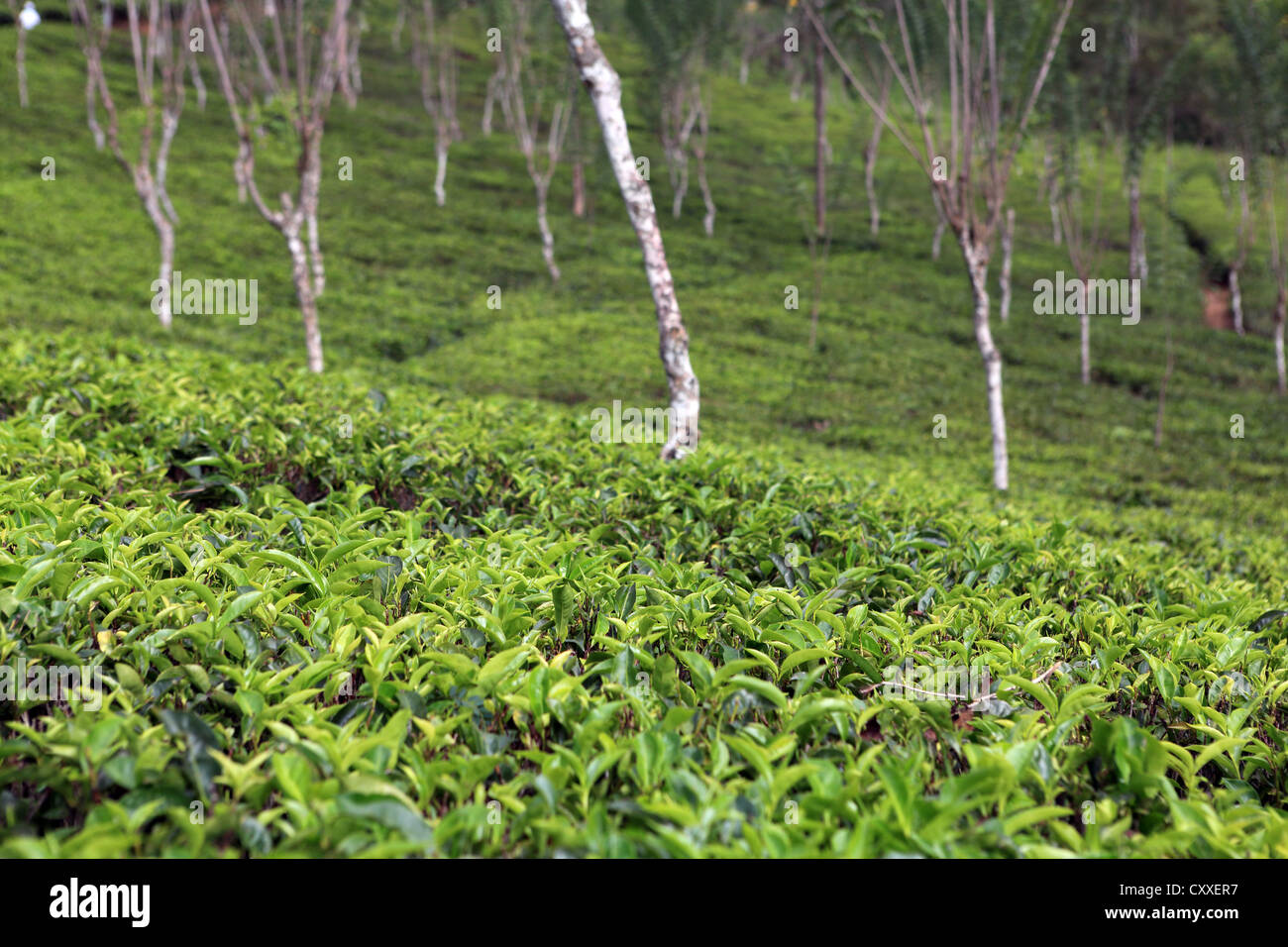 Plantas de té crecen en urbanización cercana a ella en las tierras altas de Sri Lanka. Foto de stock