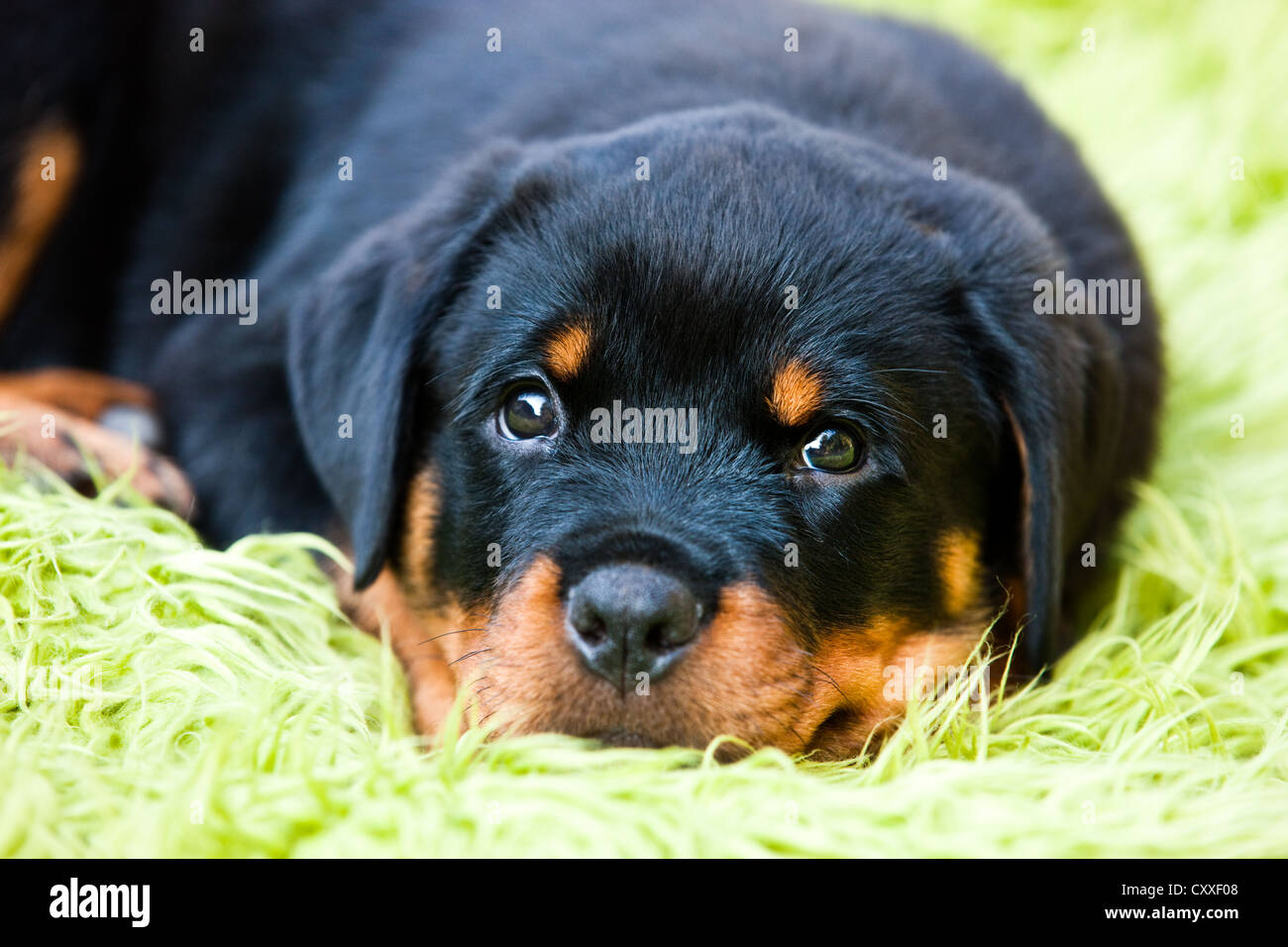 Rottweiler cachorro de perro acostado en una cama, al norte del Tirol, Austria, Europa Foto de stock