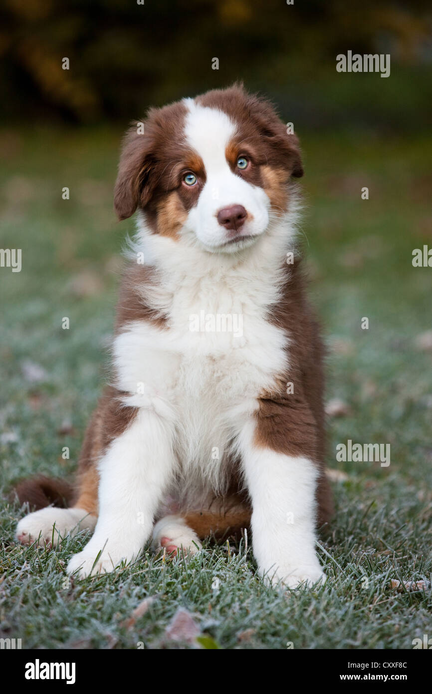 Australian shepherd puppy sitting fotografías e imágenes de alta resolución  - Alamy