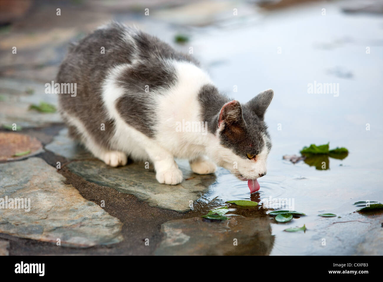 Gato bebiendo agua de un charco, Tenerife, España, Europa Foto de stock