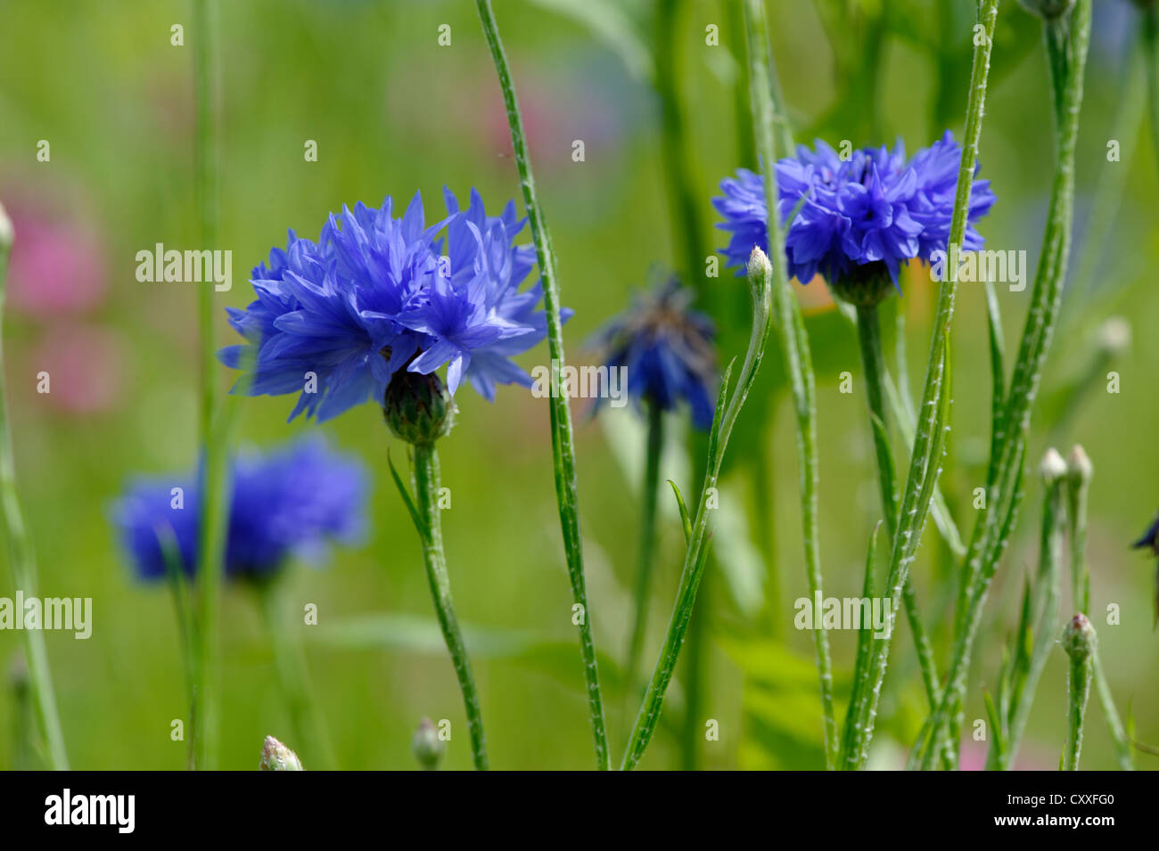 Bee pastura con acianos (Centaurea cyanus) Foto de stock