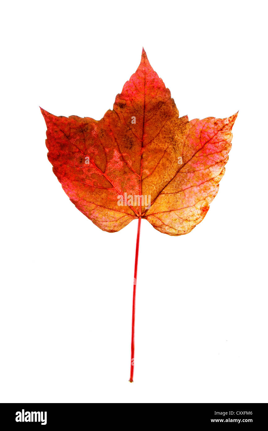 Hoja de otoño de color rojizo, Virginia reductor Foto de stock