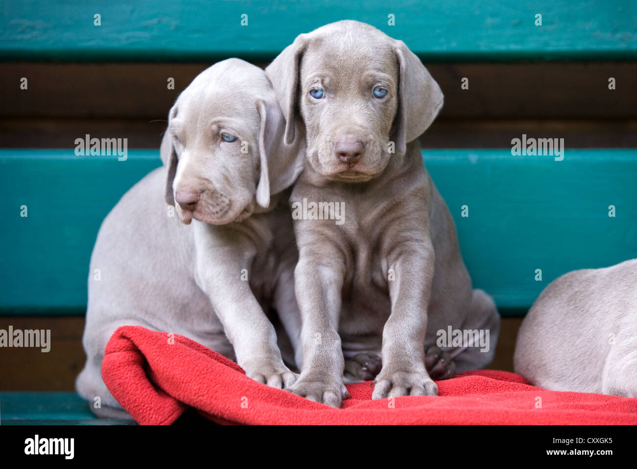 Perros weimaraner fotografías e imágenes de alta resolución - Alamy