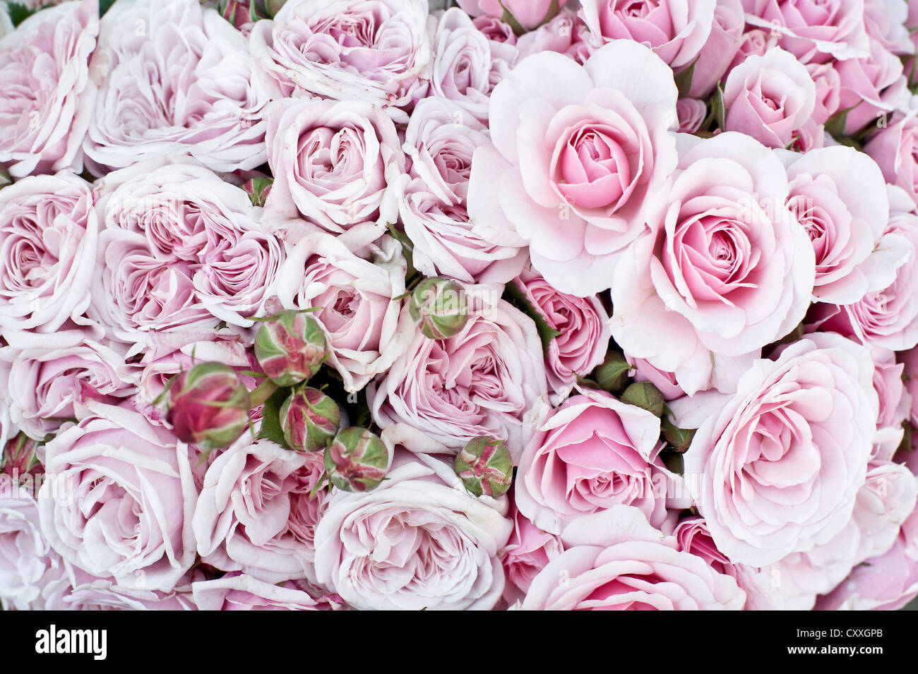 Rosas rosadas fotografías e imágenes de alta resolución - Alamy