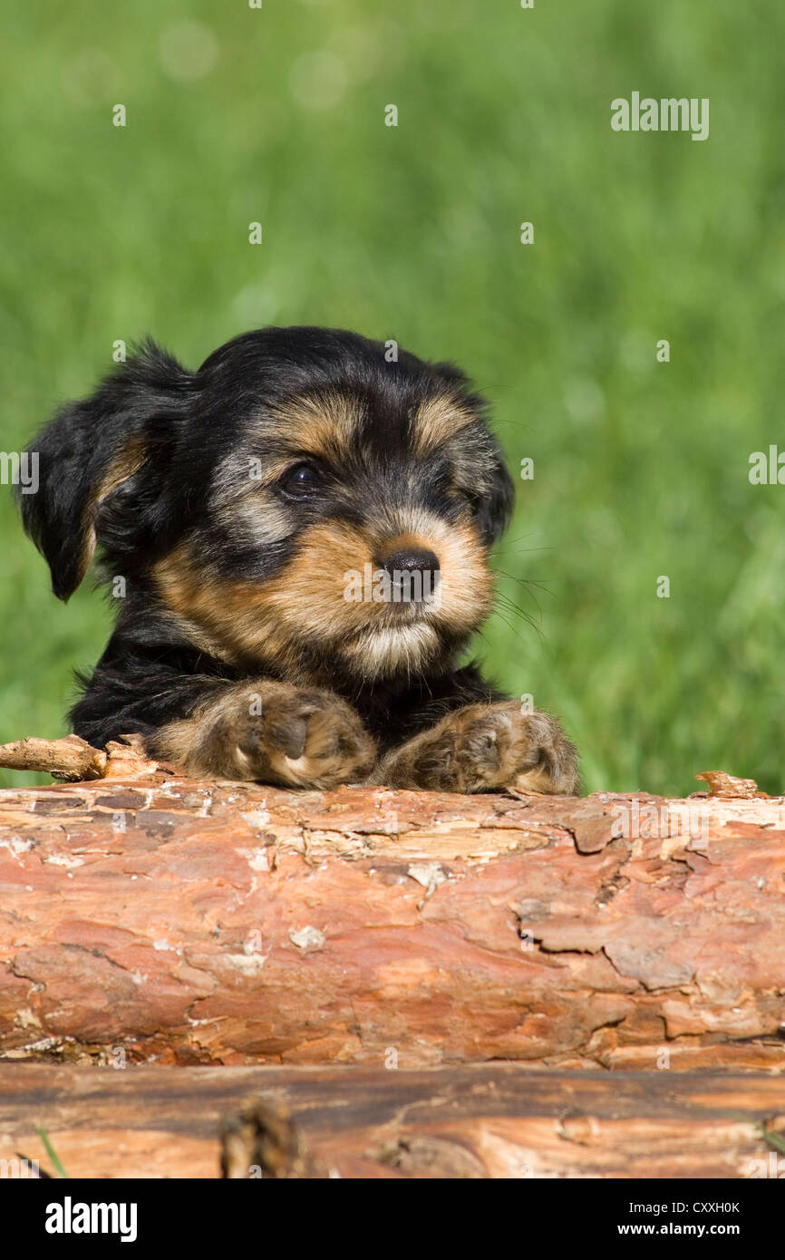 Cachorro de raza mixta que yace detrás de un tronco de árbol, en el norte del Tirol, Austria, Europa Foto de stock