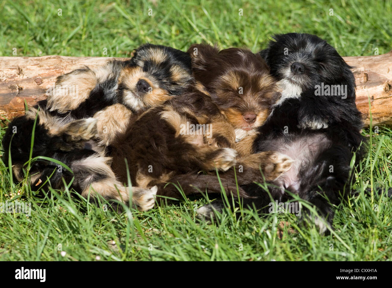 Los cachorros de raza mixta durmiendo delante de un tronco de árbol, en el norte del Tirol, Austria, Europa Foto de stock
