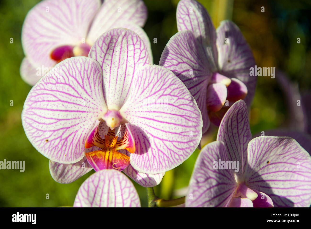 Flor De Orquídeas Naturales En El Jardín Orquídeas Tailandesas. Orquídeas  Híbridas Para El Diseño De Conceptos De Belleza Y Agricu Imagen de archivo  - Imagen de resorte, fondo: 183360053