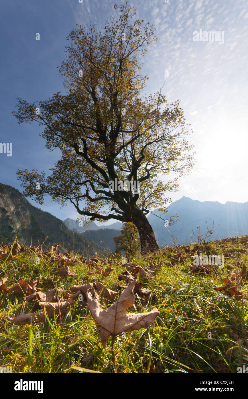 Sycamore arce (Acer pseudoplatanus), Ahornboden Paisaje, Montañas Karwendel, Eng, Vomp, distrito de Schwaz, Tirol, Austria Foto de stock