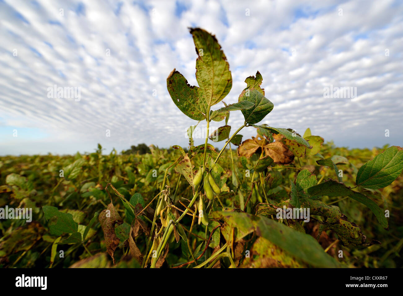 Las plantas de soja (Glycine max), plantación de soja, Argentina, Sudamérica Foto de stock