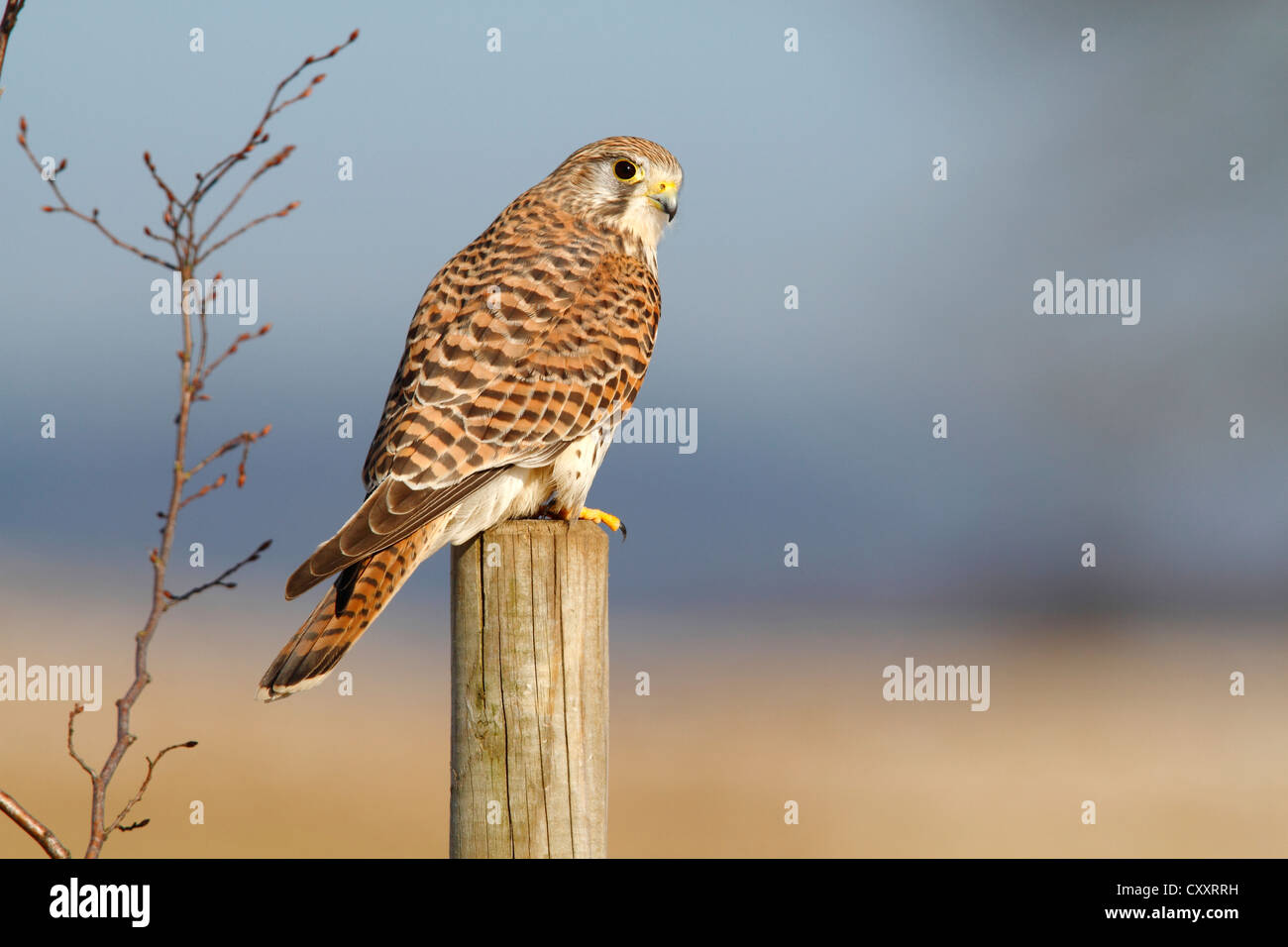 Cernícalo común (Falco tinnunculus), hembra posado sobre un poste, Neunkirchen en Siegerland, Renania del Norte-Westfalia Foto de stock