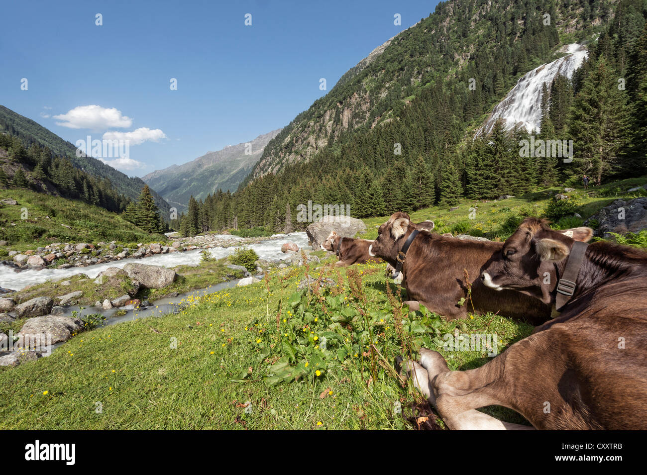 Tyrolean Brown ganado, vacas sin cuernos, rumiando Grawa Alm, pastos de montaña, valle de Stubai, Tirol, Austria, Europa Foto de stock
