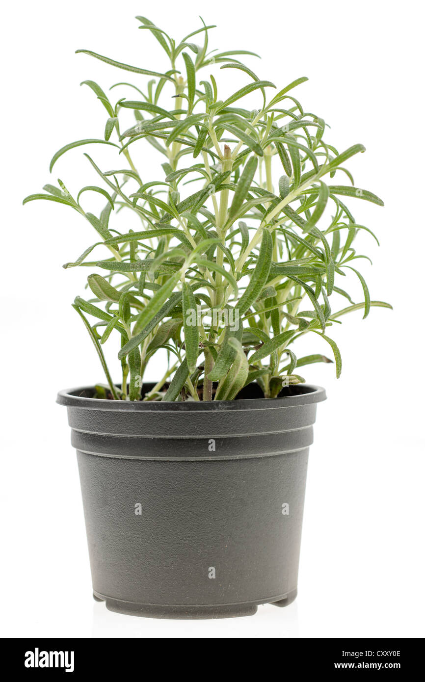 Romero hierba que crece en un plástico negro plantpot Foto de stock