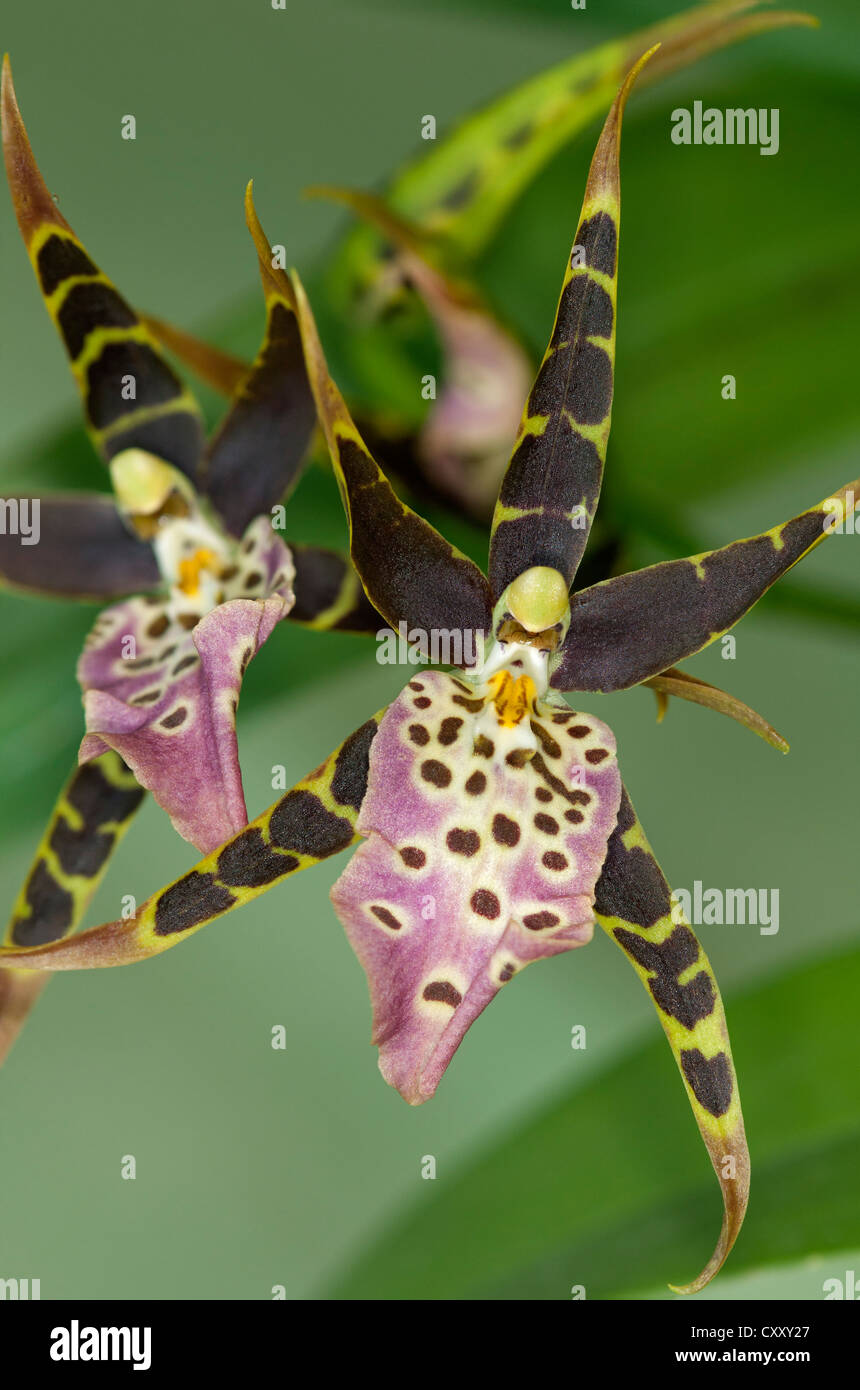 Flor de orquídea tropical Spotted Brassia (Brassia maculata Fotografía de  stock - Alamy