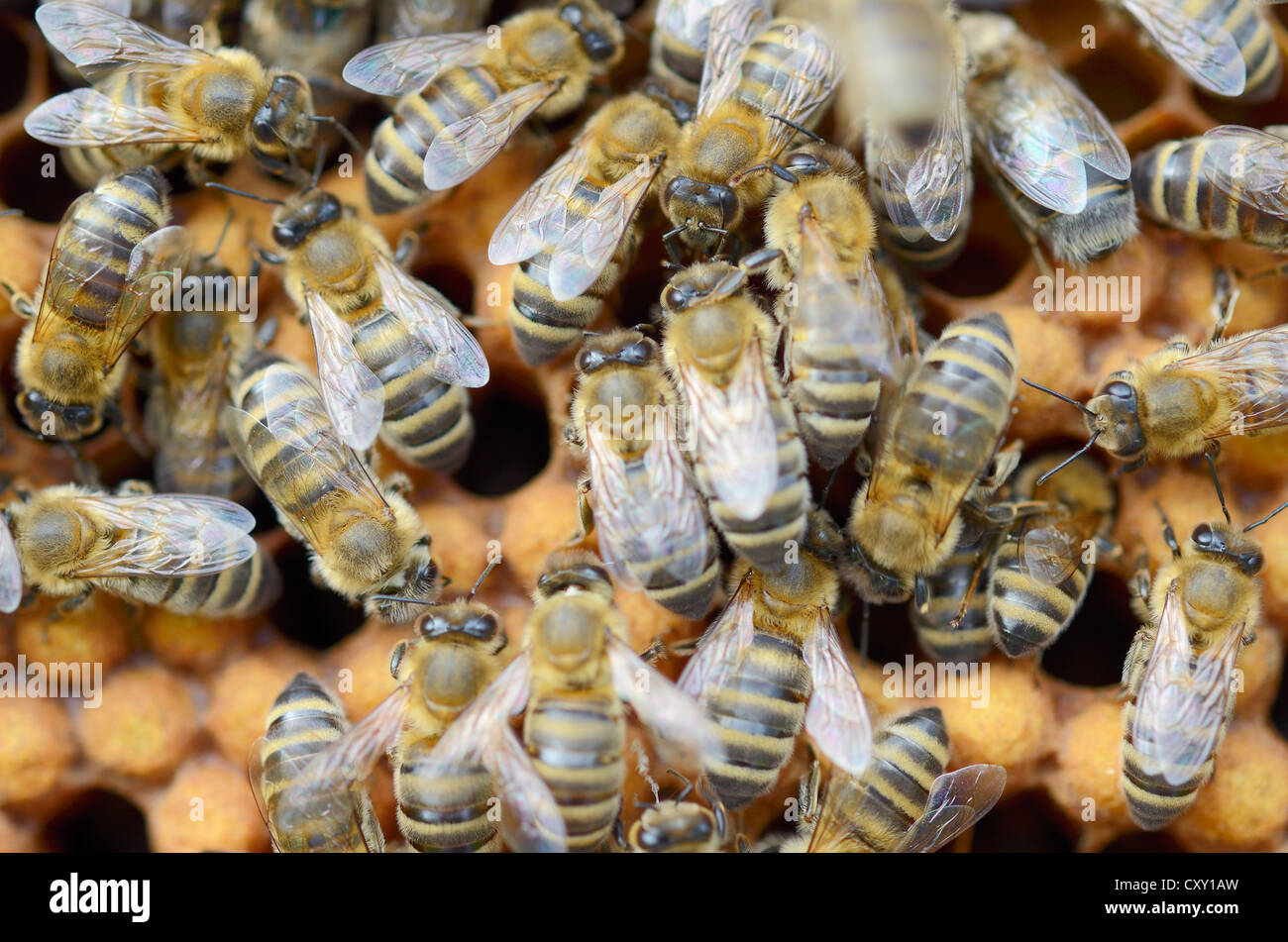 Las abejas (Apis mellifera), las abejas obreras en el drone células Brood  Fotografía de stock - Alamy
