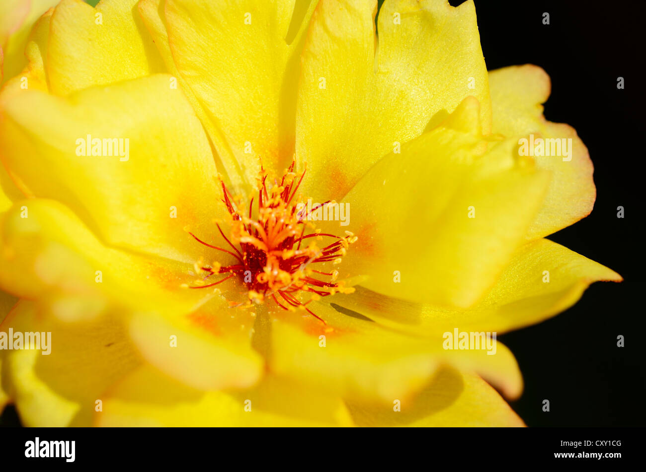 Flor de higo fotografías e imágenes de alta resolución - Alamy
