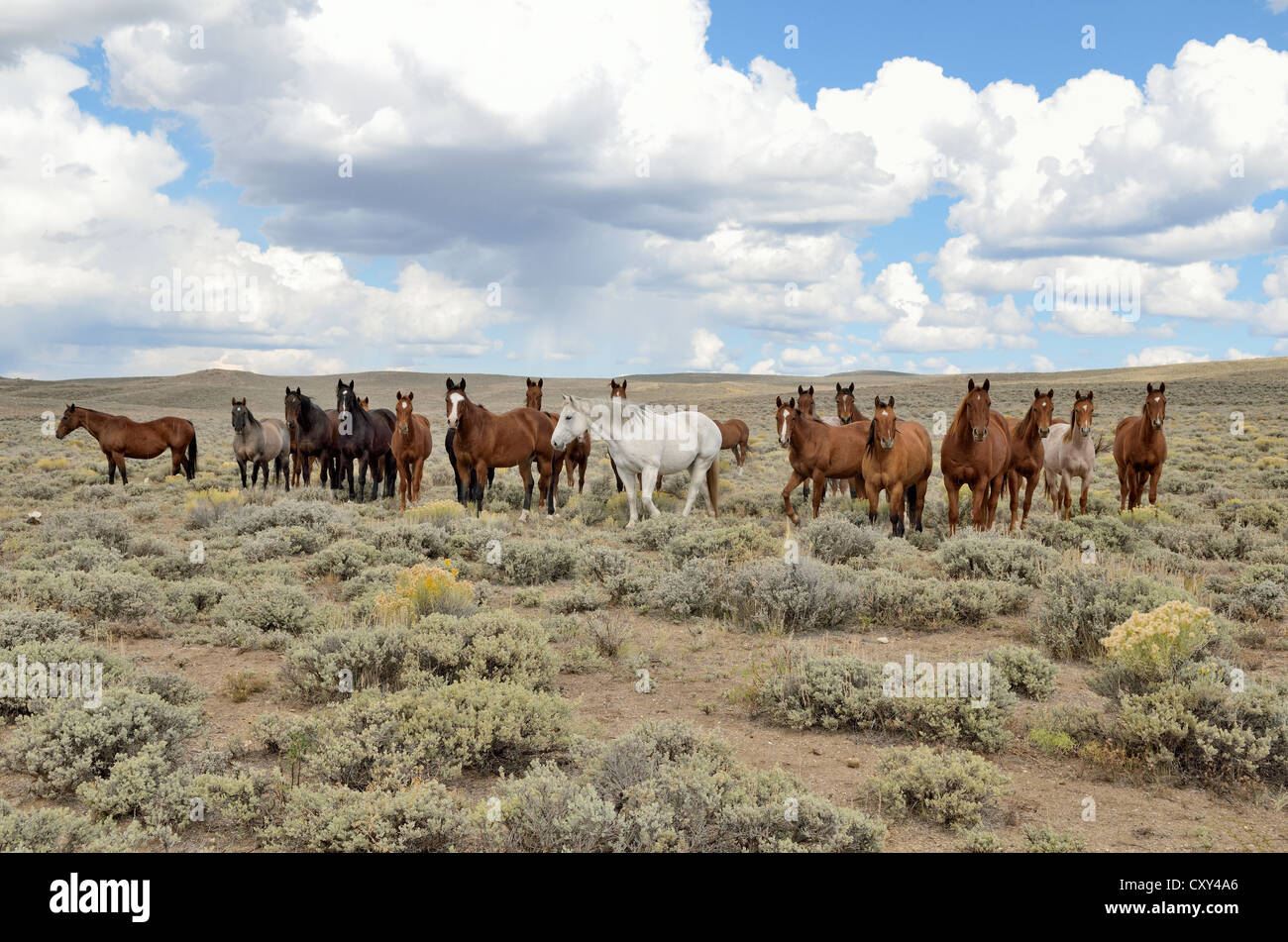 Manada de caballos cerca de la carretera estatal 230, Wyoming, EE.UU. Foto de stock