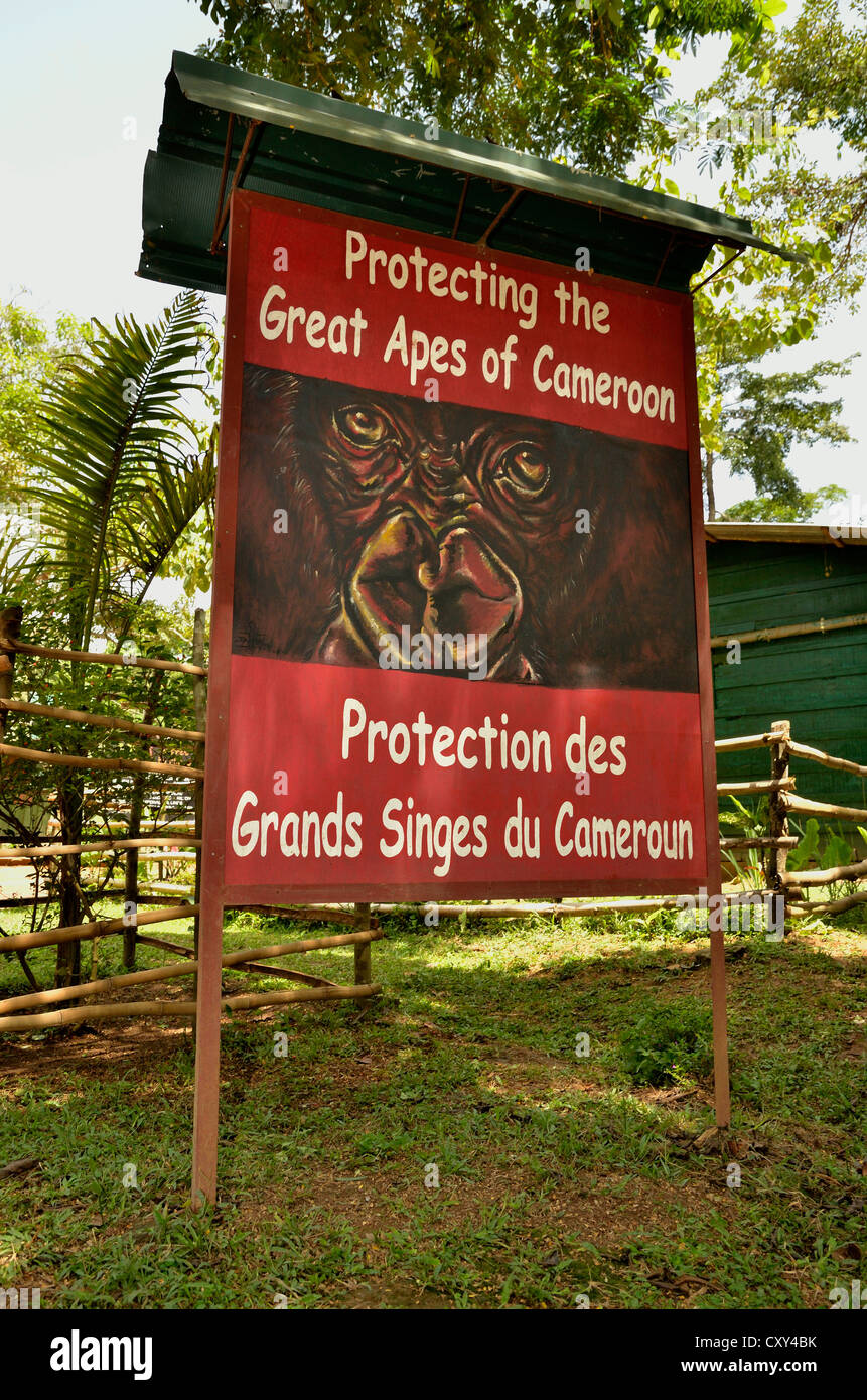 Señal acerca de la protección de los grandes simios, el Parque Nacional Mefou, cerca de Yaundé, Camerún, África Central, África Foto de stock