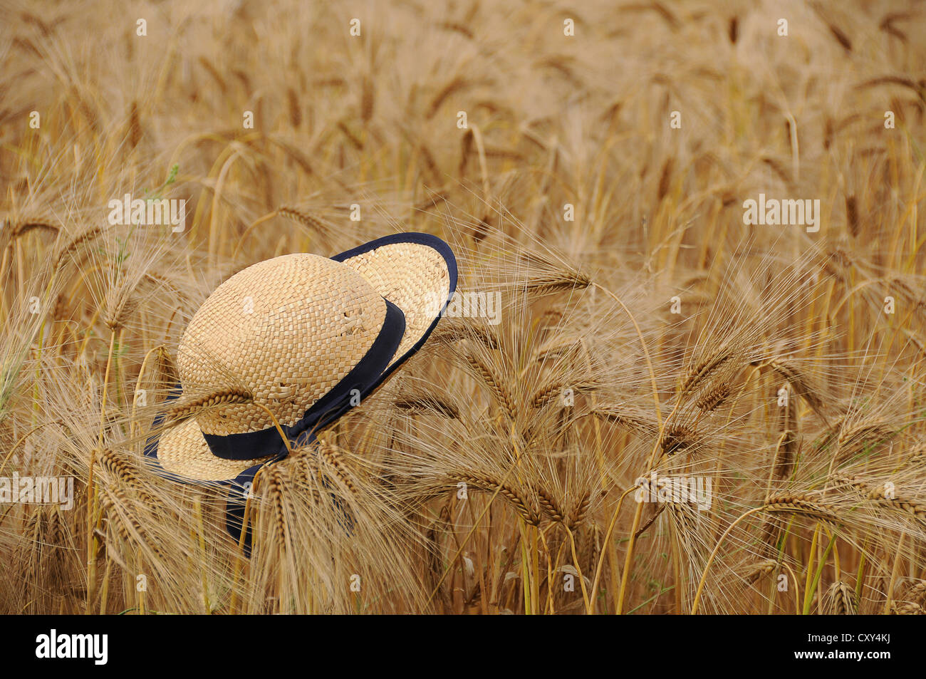 Sombrero de Paja en un campo de centeno (Secale cereale), escena estival, Tangstedt, Schleswig-Holstein Foto de stock